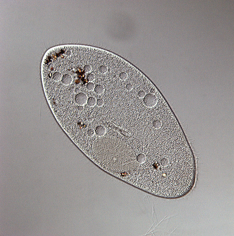  Paramecium  Multimicronucleatum Photograph by Dennis Kunkel 