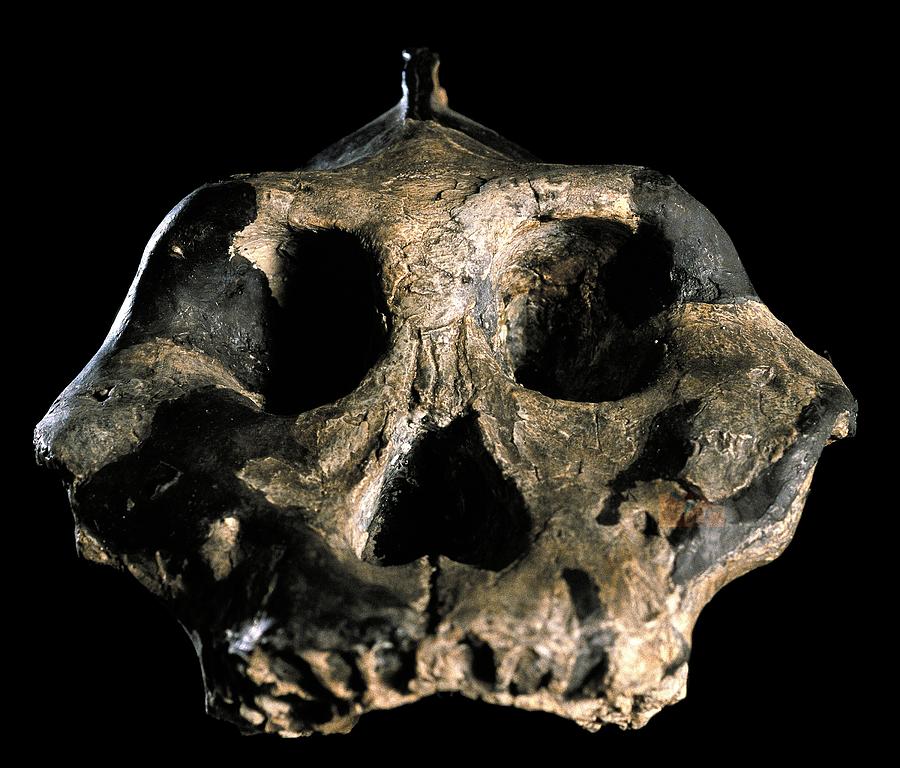 Paranthropus aethiopicus (KNM-WT 17000) #1 Photograph by Science Photo Library