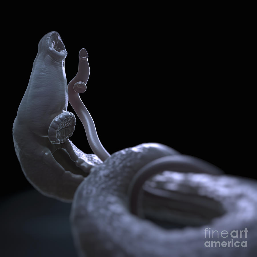 Parasitic Worm Schistosoma #1 Photograph by Science Picture Co