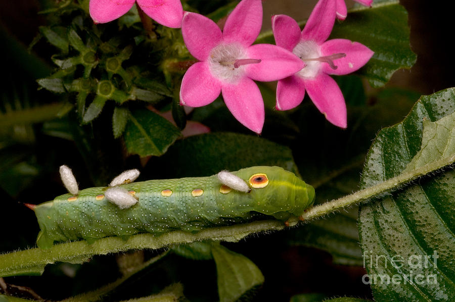 Parasitized Sphinx Moth Caterpillar #1 Photograph by Gregory G. Dimijian, M.D.