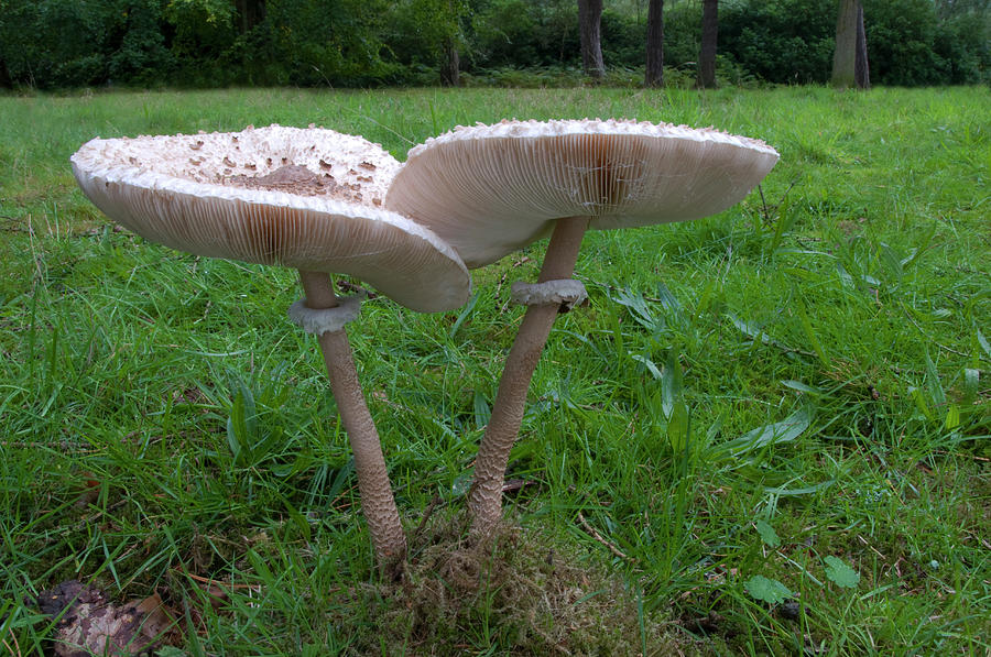 Mushroom Photograph - Parasol Mushroom #1 by Nigel Downer