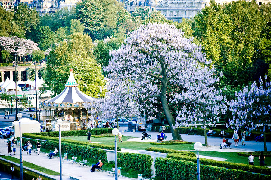 Paris the city of blossoming chestnut trees  #1 Photograph by Raimond Klavins
