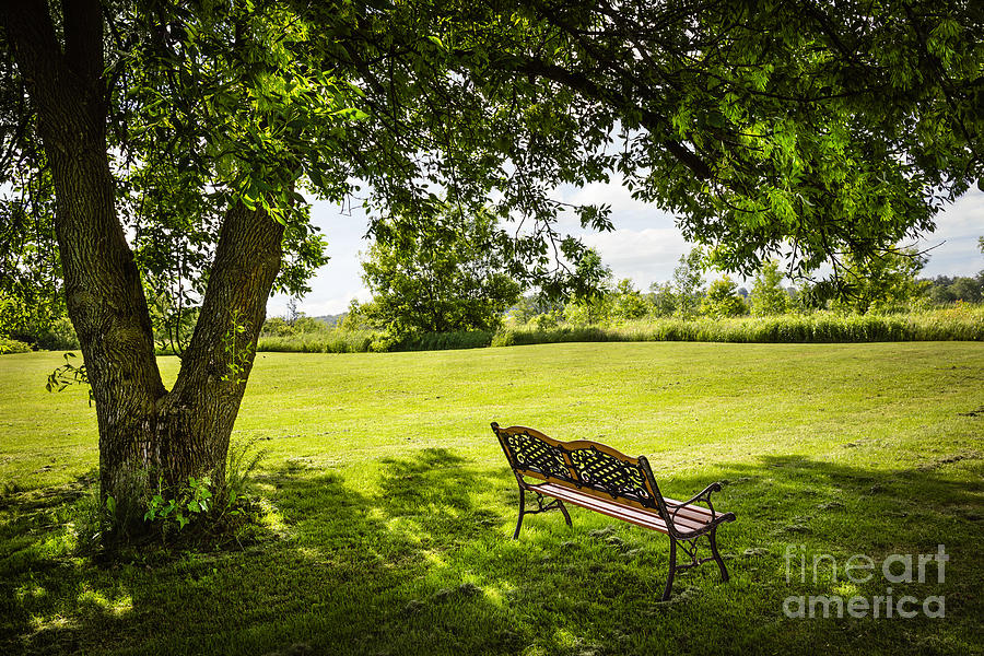 Park bench under summer tree Photograph by Elena Elisseeva
