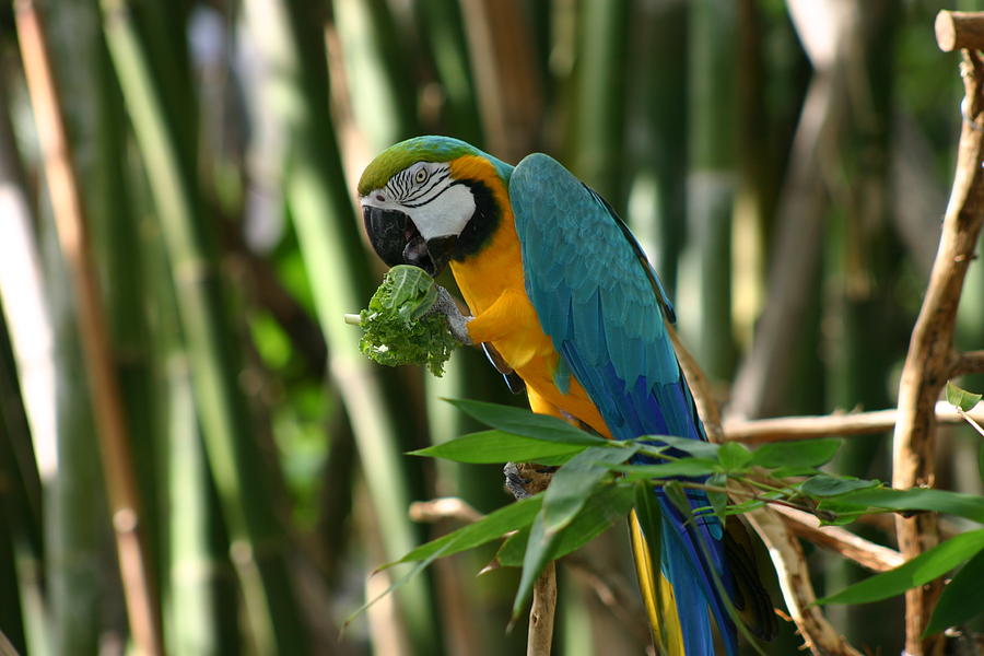 Parrot Animals Of Audubon Zoo New Orleans Louisiana Photograph