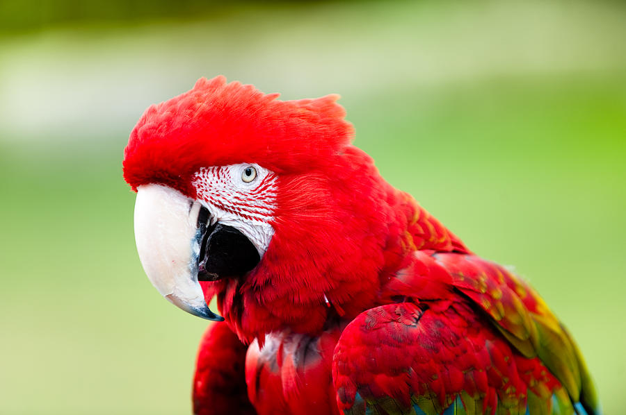 Parrot #1 Photograph by Sebastian Musial