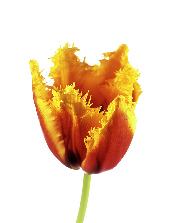 Parrot Tulip (tulipa Sp.) #1 Photograph by Derek Lomas / Science Photo Library