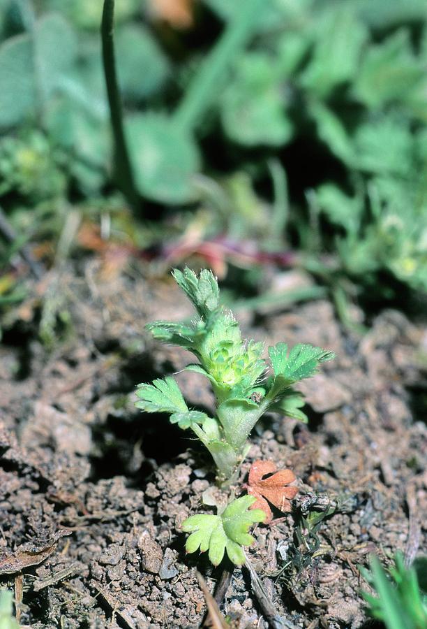Parsleypiert (aphanes Arvensis) Photograph by Bruno Petriglia/science