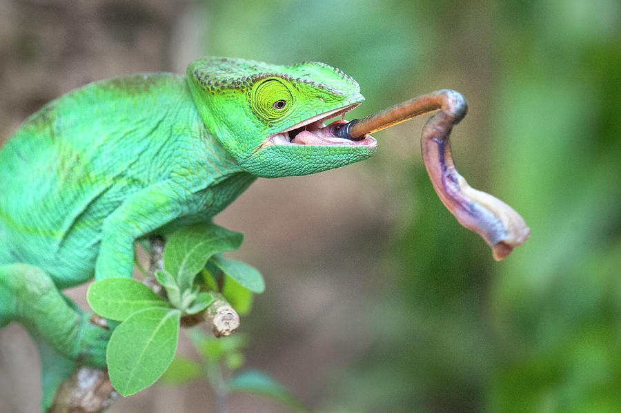 Parsons Chameleon Calumma Parsonii Photograph by Animal Images