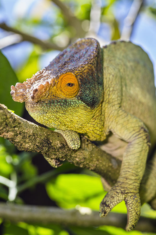 Parsons Chameleon Male Madagascar #1 Photograph by Konrad Wothe