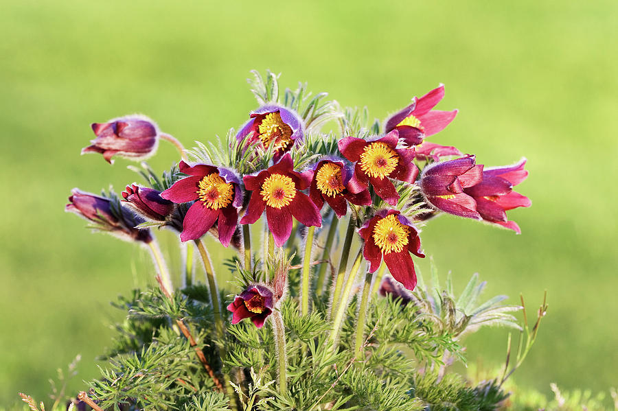 Spring Photograph - Pasque Flower (pulsatilla Vulgaris) #1 by John Devries/science Photo Library