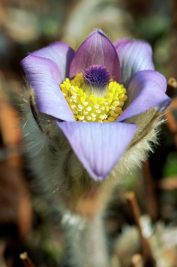Spring Photograph - Pasque Flower (pulsatilla Vulgaris) #1 by Sam K Tran/science Photo Library