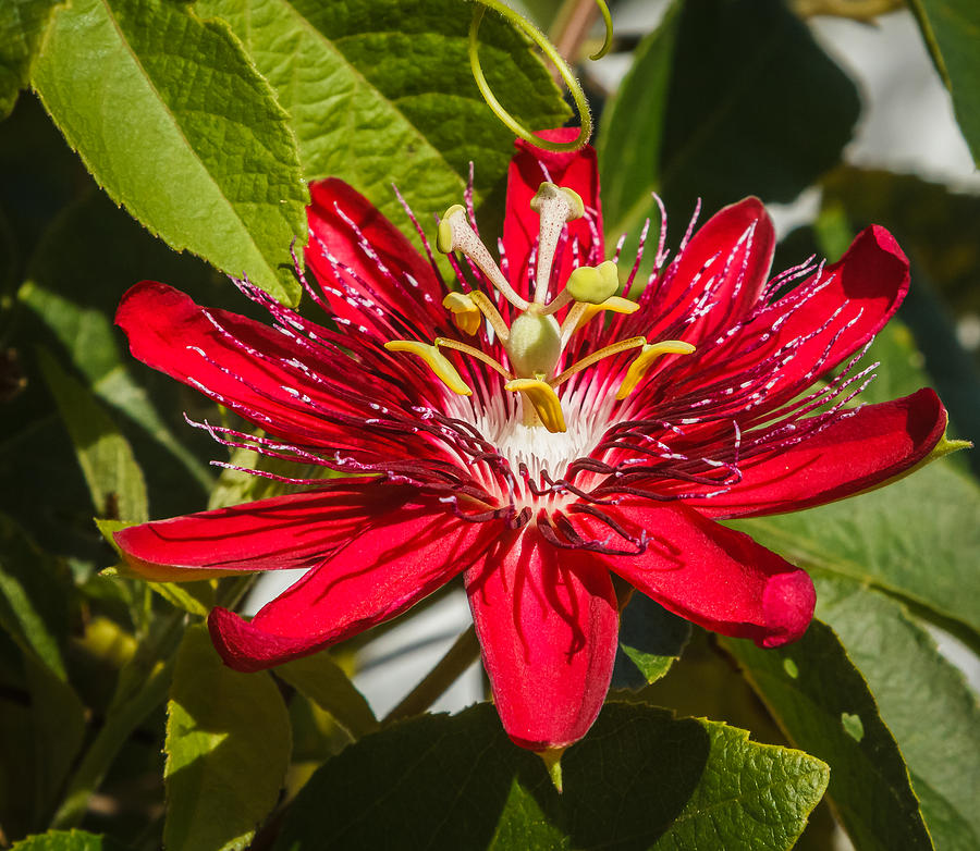 Passion flower #1 Photograph by Jane Luxton