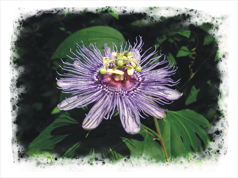 Passion Flower #1 Photograph by Joe Duket