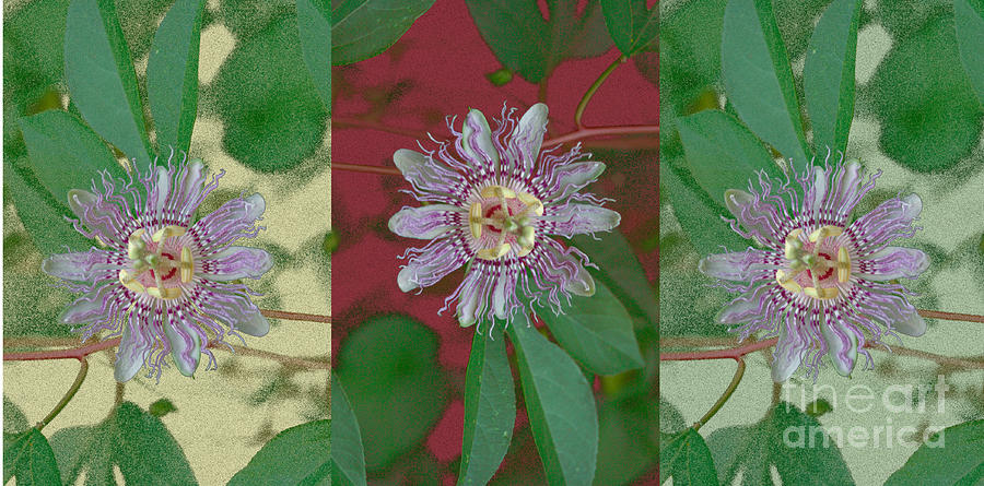 Passion Flower Triptych #1 Photograph by Tom Wurl