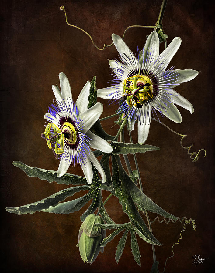 Passion Flowers #2 Photograph by Endre Balogh