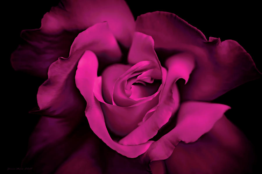 Passion Pink Rose Flower #1 Photograph by Jennie Marie Schell