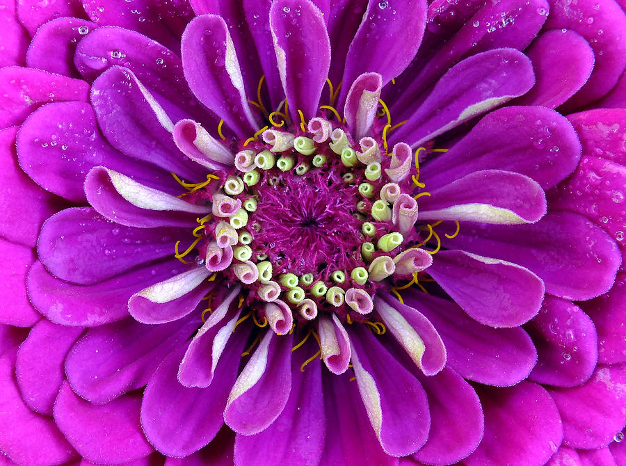Flower Photograph - Passionately Purple by Bill Morgenstern