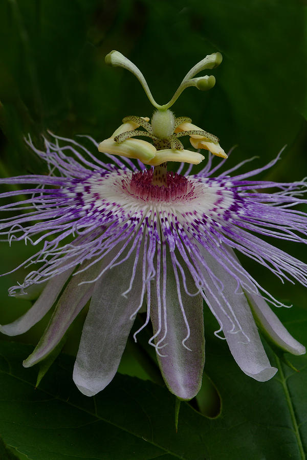Passionflower #1 Photograph by Daniel Reed