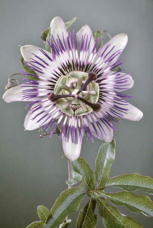 Passionflower #1 Photograph by Perennou Nuridsany