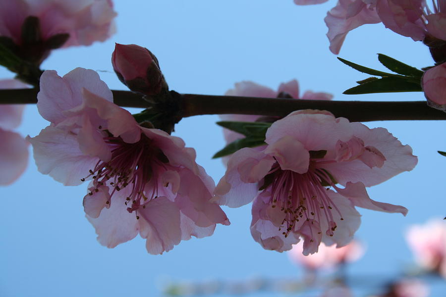 Pastel Pink of Peach Tree Blossom #1 Photograph by Taiche Acrylic Art