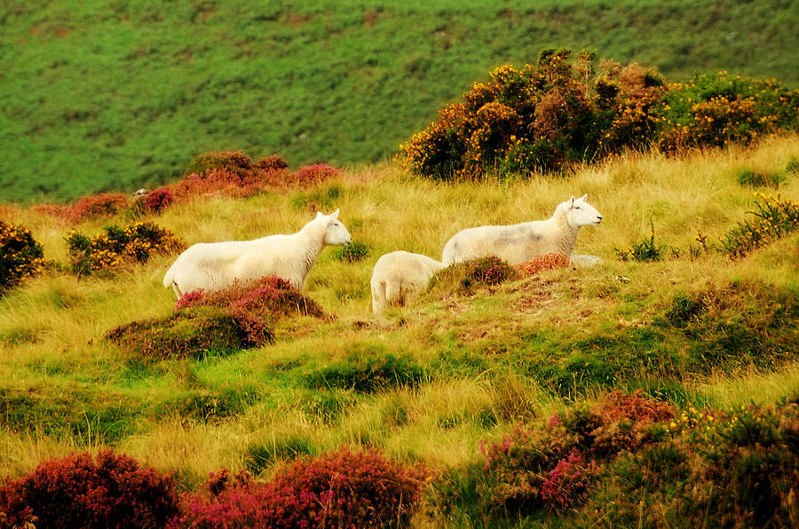 Pastoral Scene. Wicklow. Ireland #1 Photograph by Jenny Rainbow