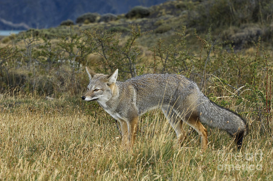 Patagonia Grey Fox #1 Photograph by John Shaw