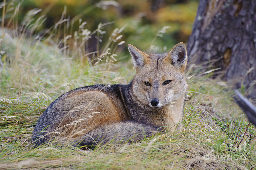 Patagonian Red Fox #1 Photograph by John Shaw