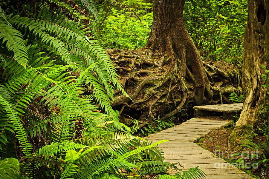 Rainforest Photograph - Path in temperate rainforest 6 by Elena Elisseeva
