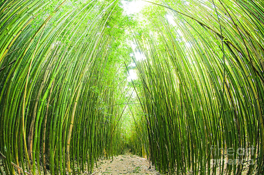 Path through a bamboo forrest on Maui Hawaii USA #1 Photograph by Don Landwehrle