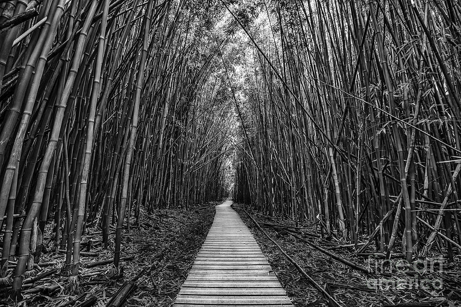 Haleakala National Park Photograph - Path to Zen #1 by Jamie Pham