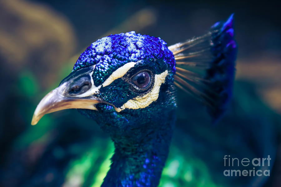 Pavo cristatus - Indian Blue Peacock - Maui Hawaii #2 Photograph by Sharon Mau