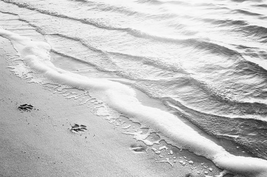 Black And White Photograph - Paw Prints #2 by Carolyn Cochrane Black And White Photograph - Paw Prints #2 by Carolyn Cochrane