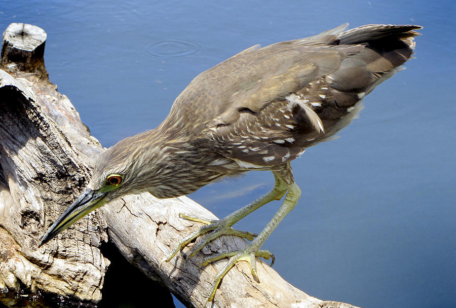 Bird on Driftwood Photograph by Bob Slitzan