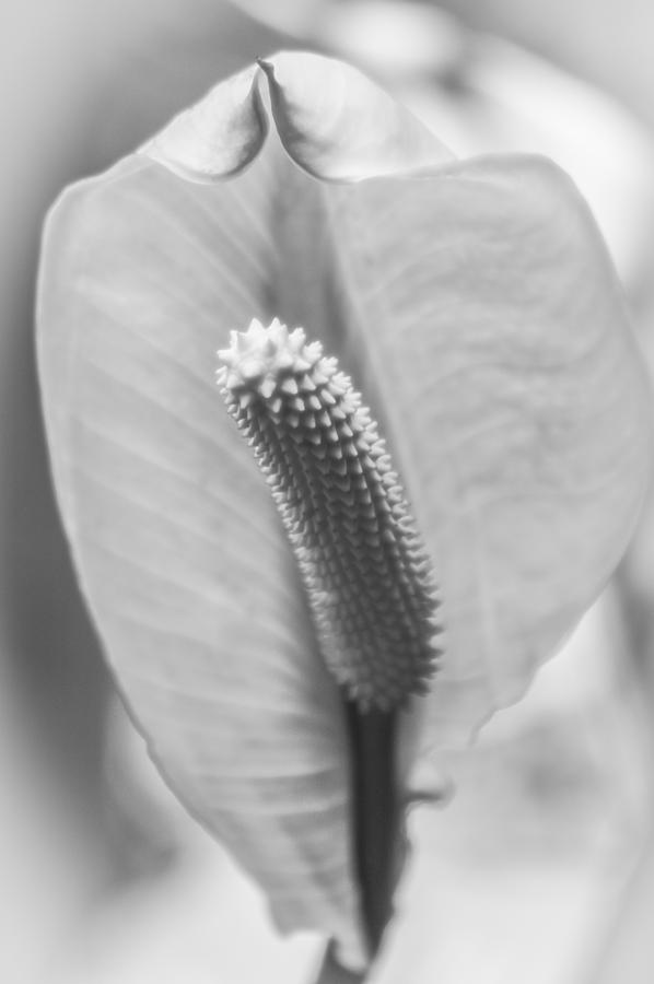 Peace Lily Elegance #1 Photograph by Carolyn Marshall