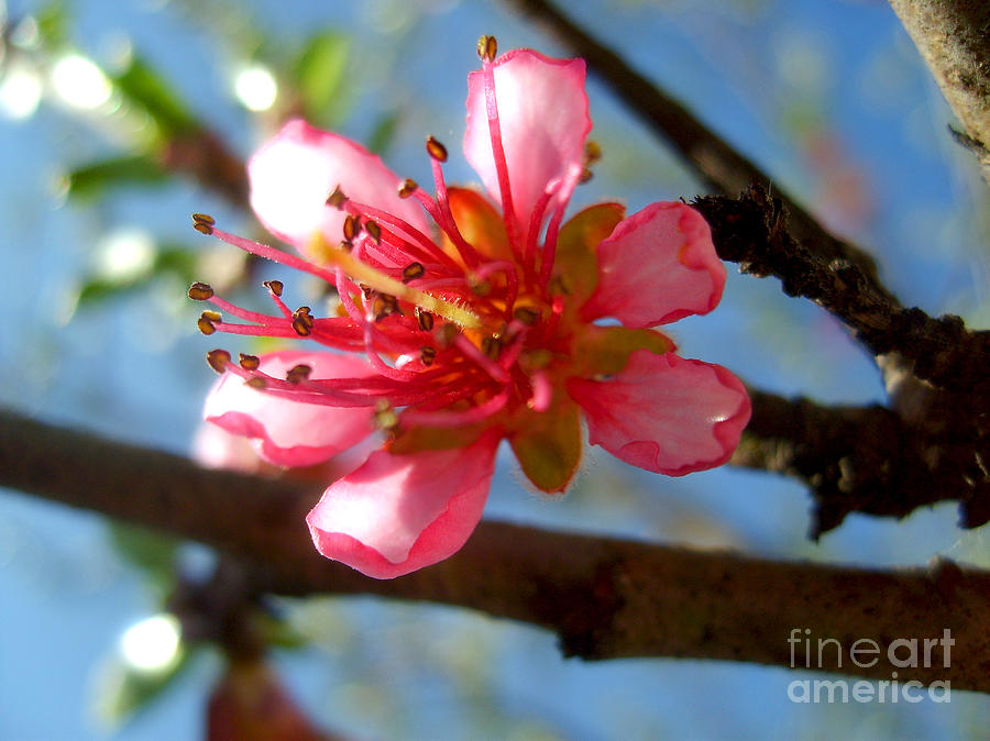 Pink Peach Blossom Photograph by Nina Ficur Feenan