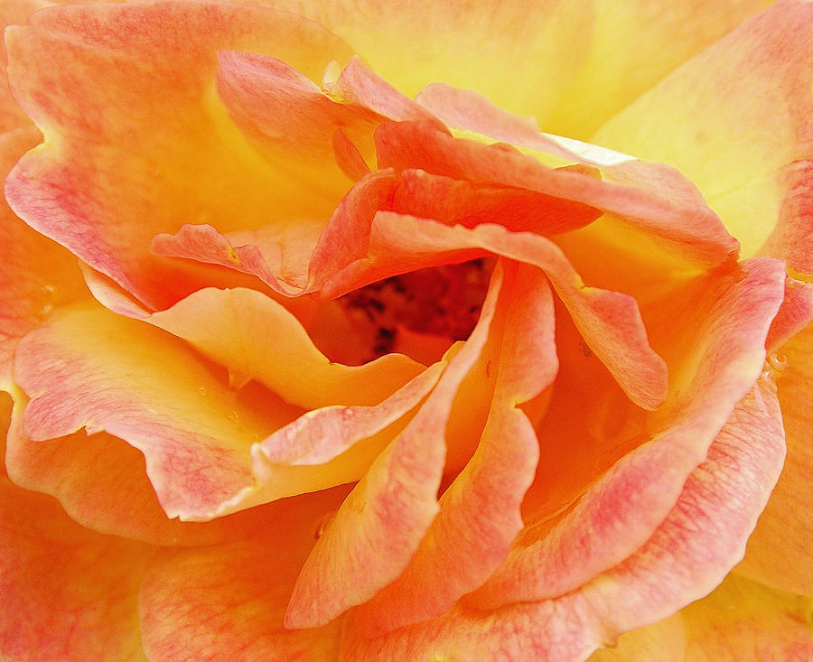 Peach Rose #2 Photograph by Allen Beatty