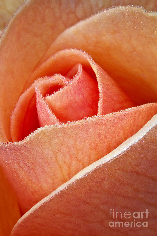 Peach Rose #1 Photograph by Carrie Cranwill