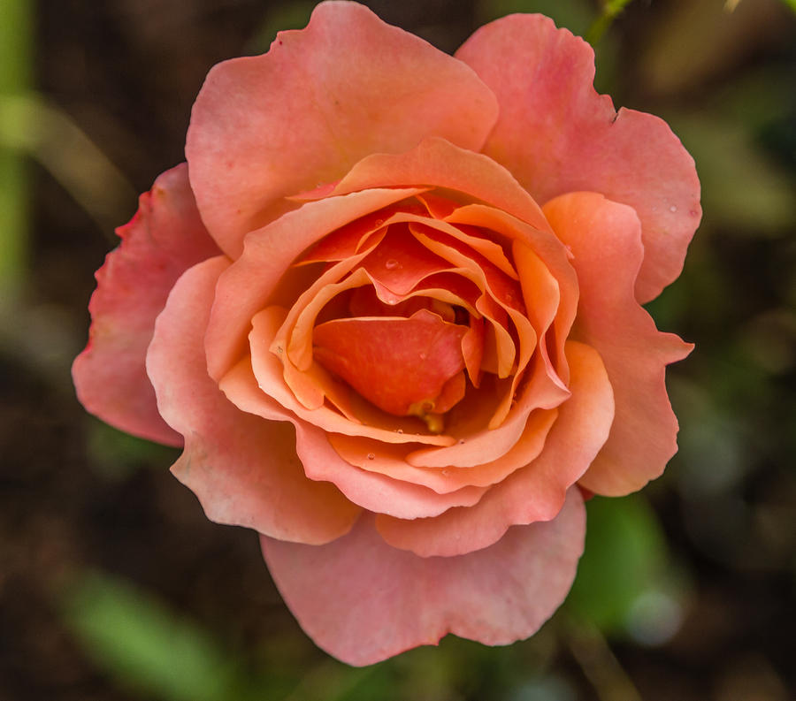 Peach rose #1 Photograph by Jane Luxton