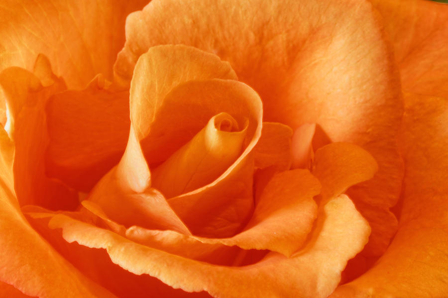 Peach Rose #1 Photograph by Peter Lakomy