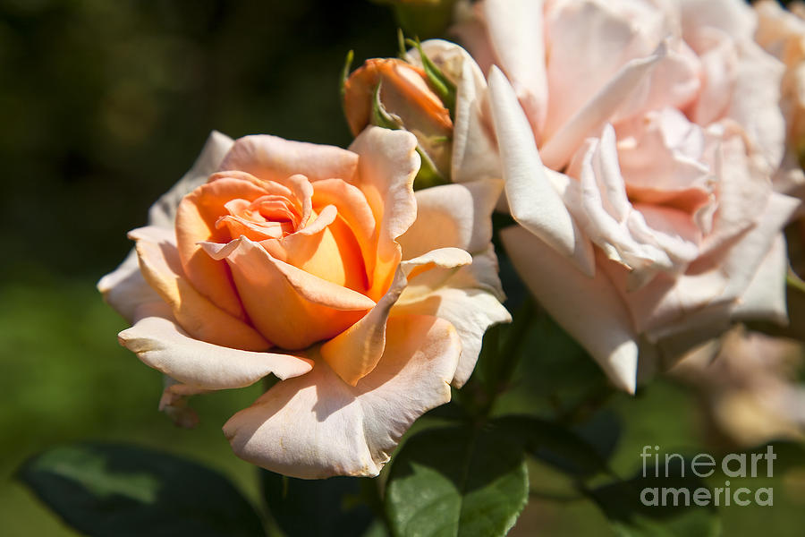 Peach Roses #1 Photograph by Jill Lang