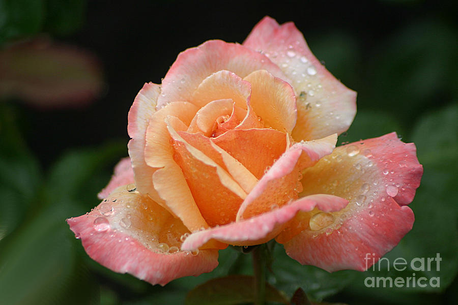 Rose Photograph - Peaches And Cream #1 by Living Color Photography Lorraine Lynch