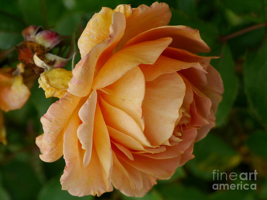Nature Photograph - Peachy Elegance #1 by Christiane Schulze Art And Photography