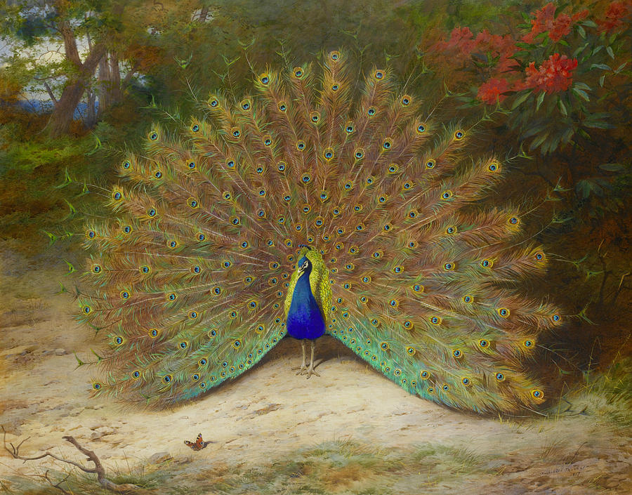 Peacock and Peacock Butterfly #6 Painting by Archibald Thorburn