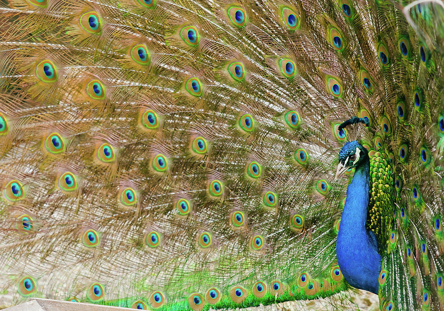 Peacock Photograph by Christopher Kimmel - Fine Art America