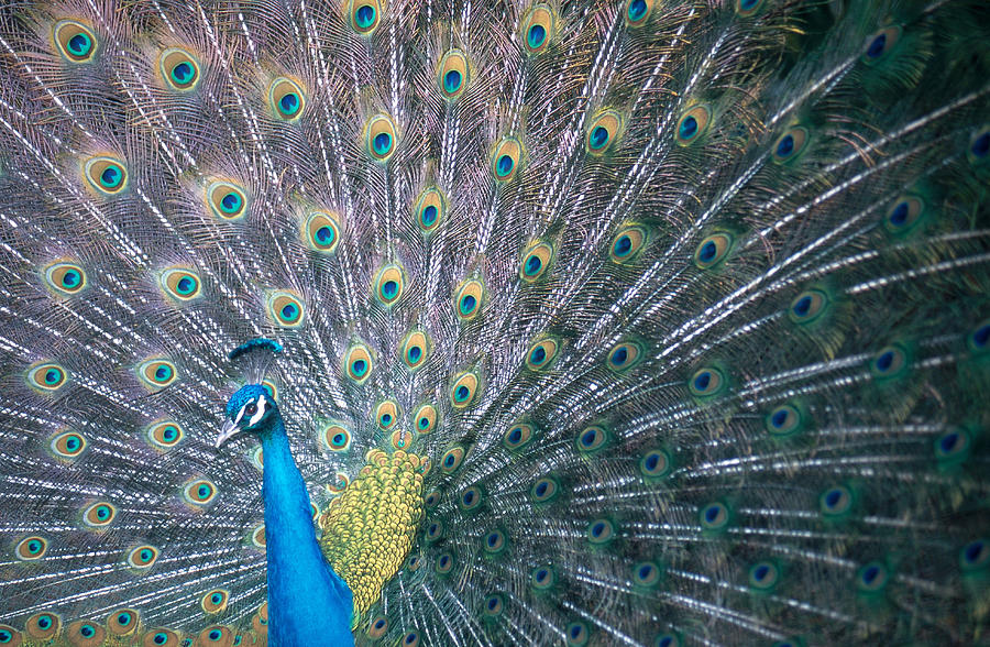 Peacock Displaying #1 Photograph by Greg Ochocki