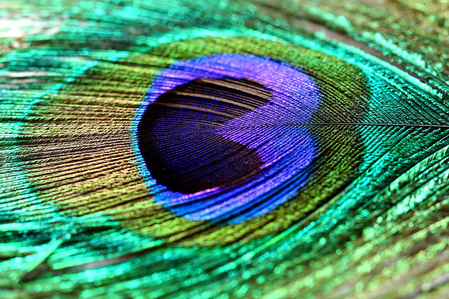 Peacock feather #1 Photograph by Heike Hultsch