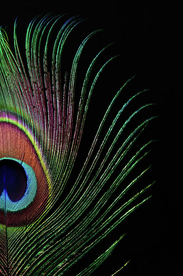 Peacock Feather #1 by Ithinksky
