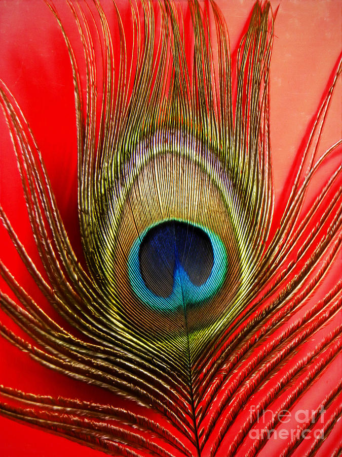 Peacock Feather #2 Photograph by Savannah Gibbs