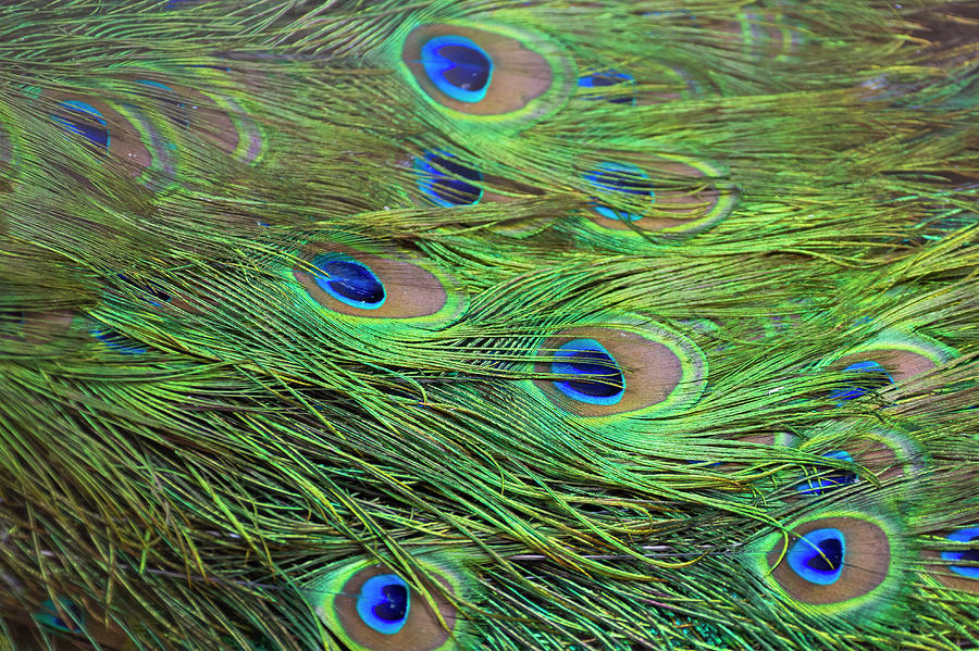 Peacock Feathers, Manila, Philippines Photograph by Keren Su - Fine Art ...