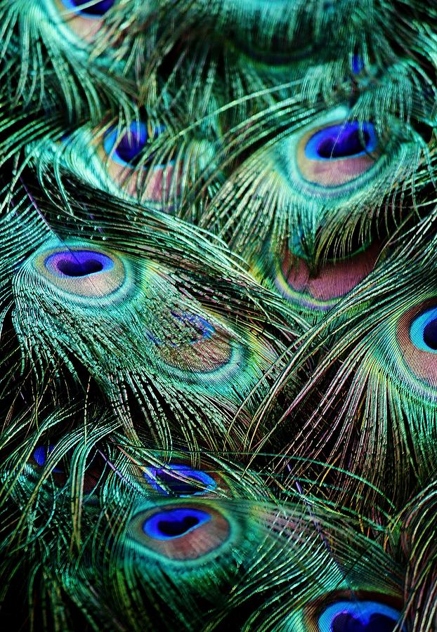 Peacock Feathers Photograph by Paulette Thomas - Fine Art America